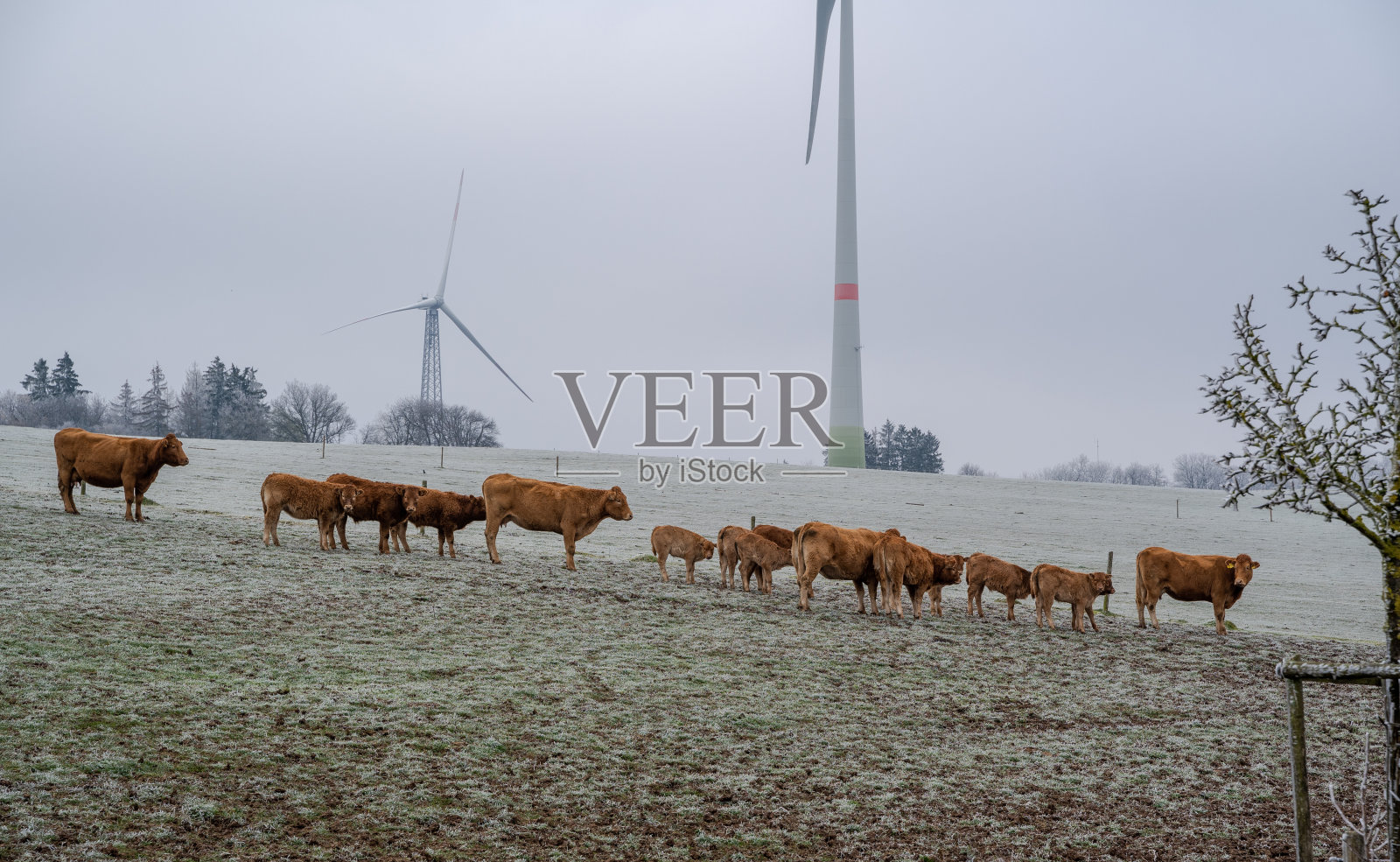 在一个霜冻的日子里,棕色的奶牛一前一后地站在山上照片摄影图片
