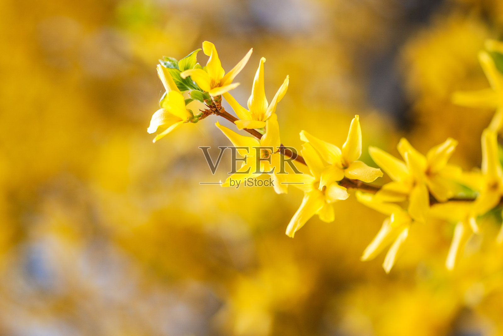 连翘照片摄影图片