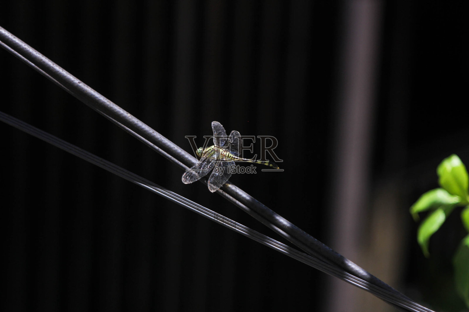 昆虫照片摄影图片