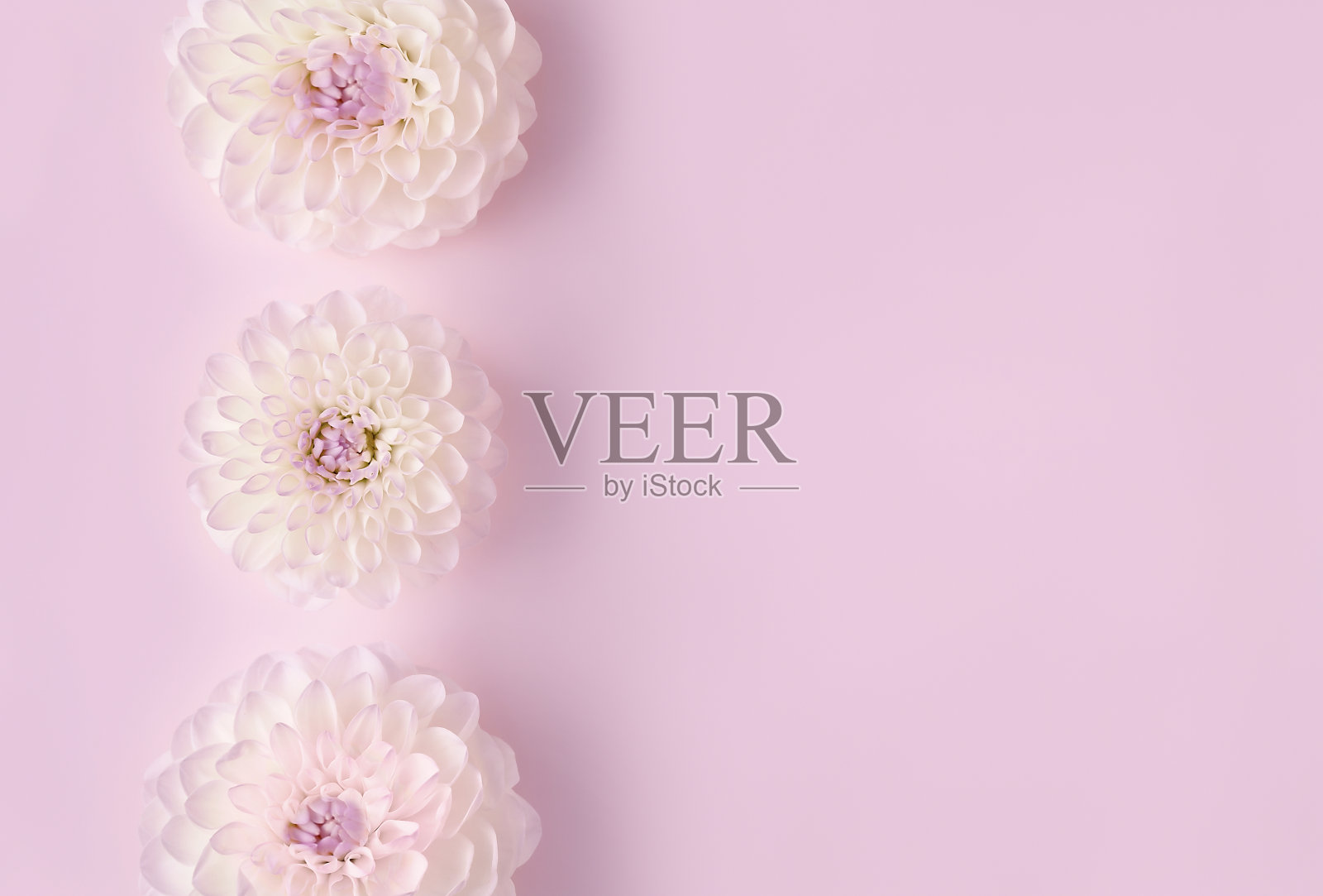 时尚的白色花朵抽象形象,在时尚的淡紫色背景下,以平铺风格进行装饰设计。漂亮的粉红色礼品卡,有复印空间。照片摄影图片