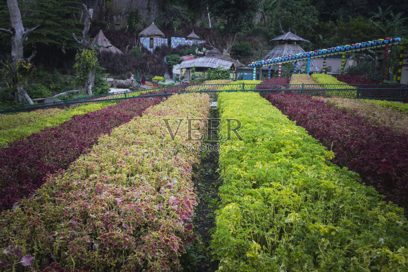 花园里的美丽花朵照片摄影图片