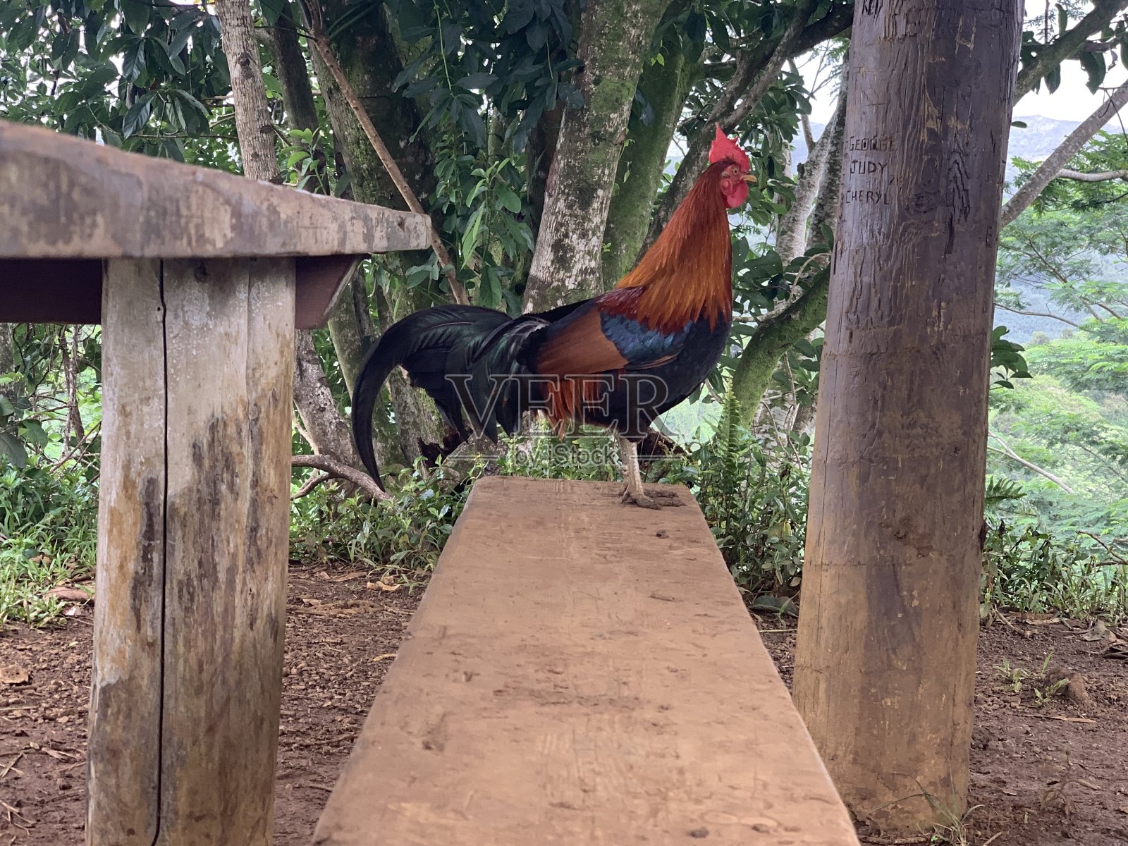 一只公鸡在野餐桌上照片摄影图片