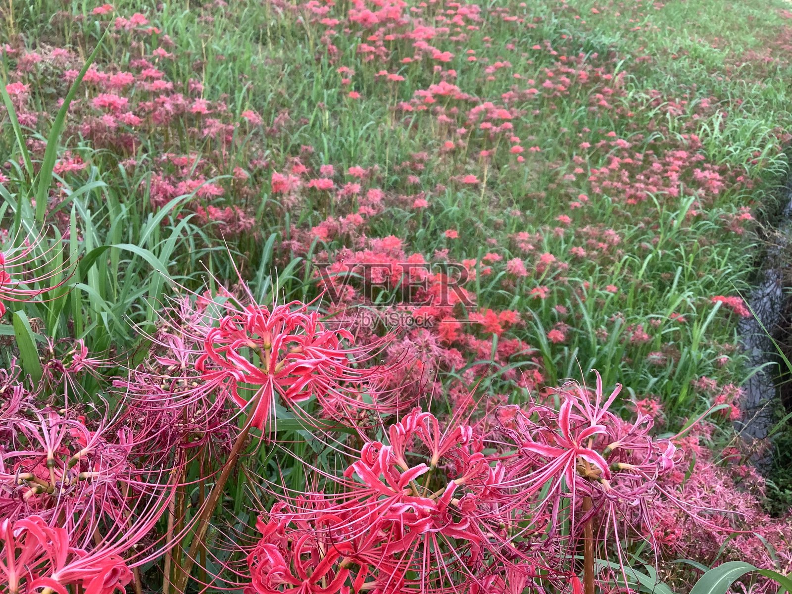 在赤塔半岛的Yakachi河上,一簇孤挺花照片摄影图片