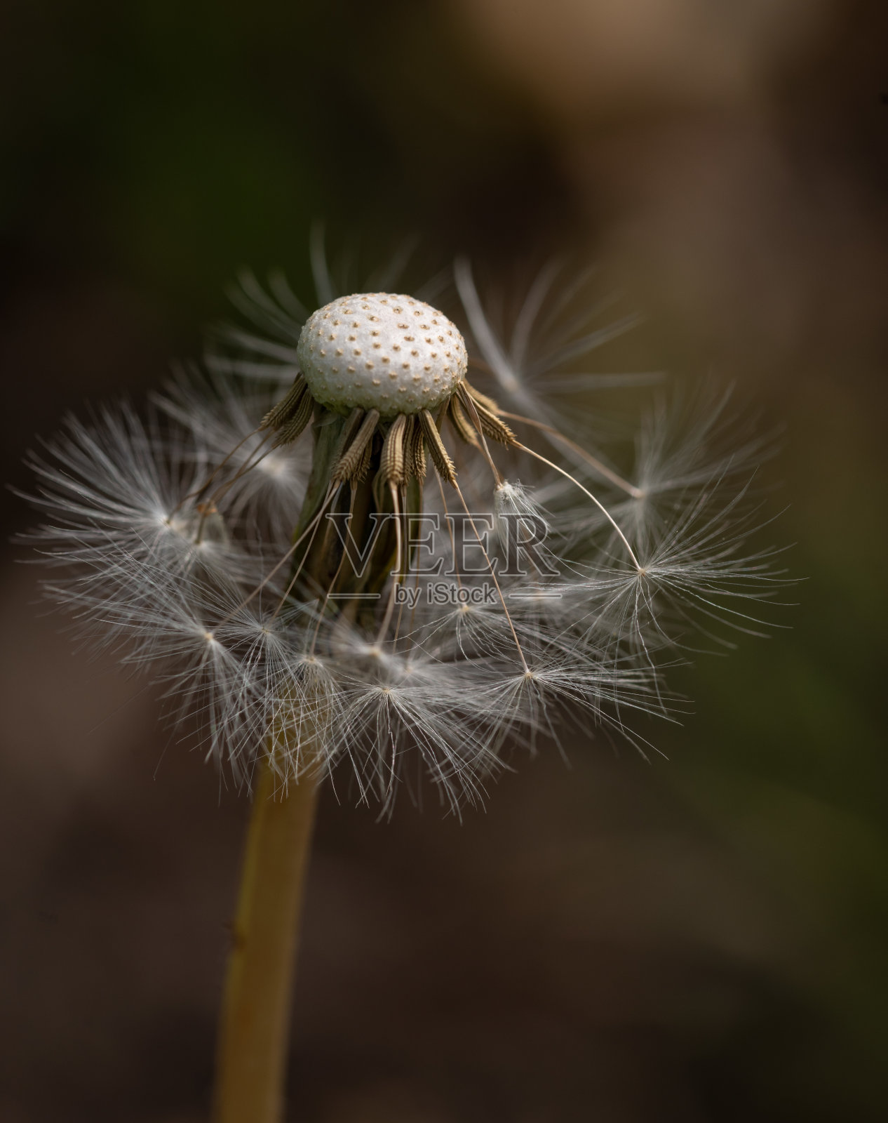蒲公英的时钟照片摄影图片