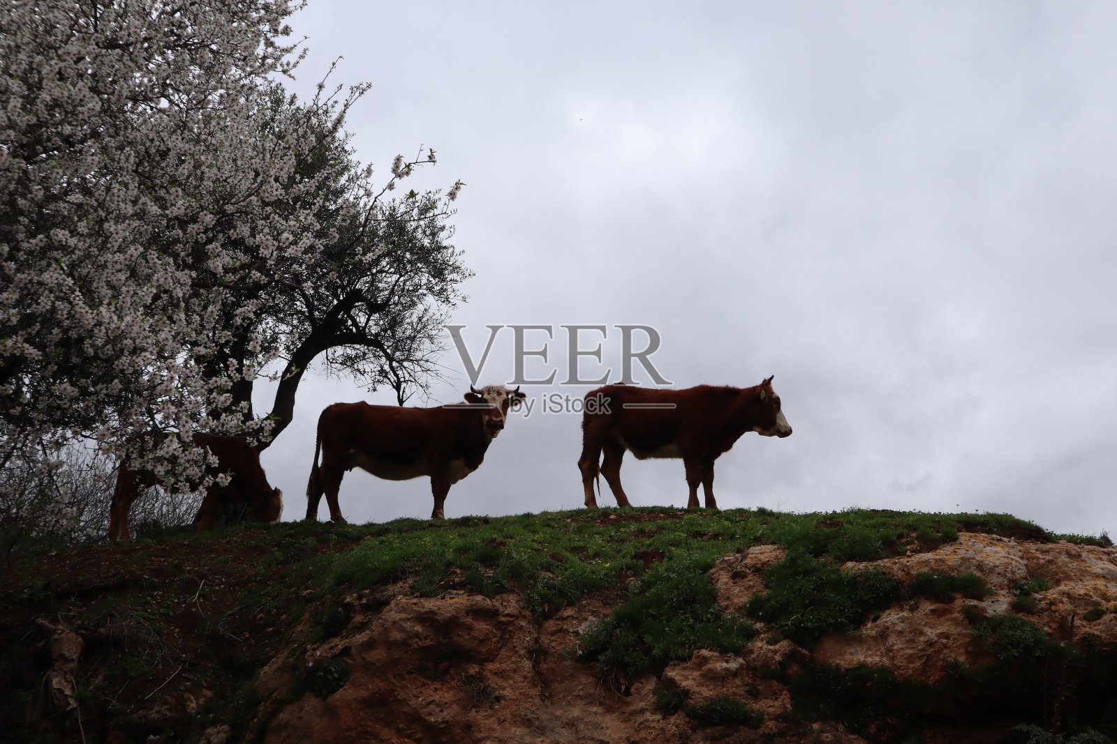 牛照片摄影图片