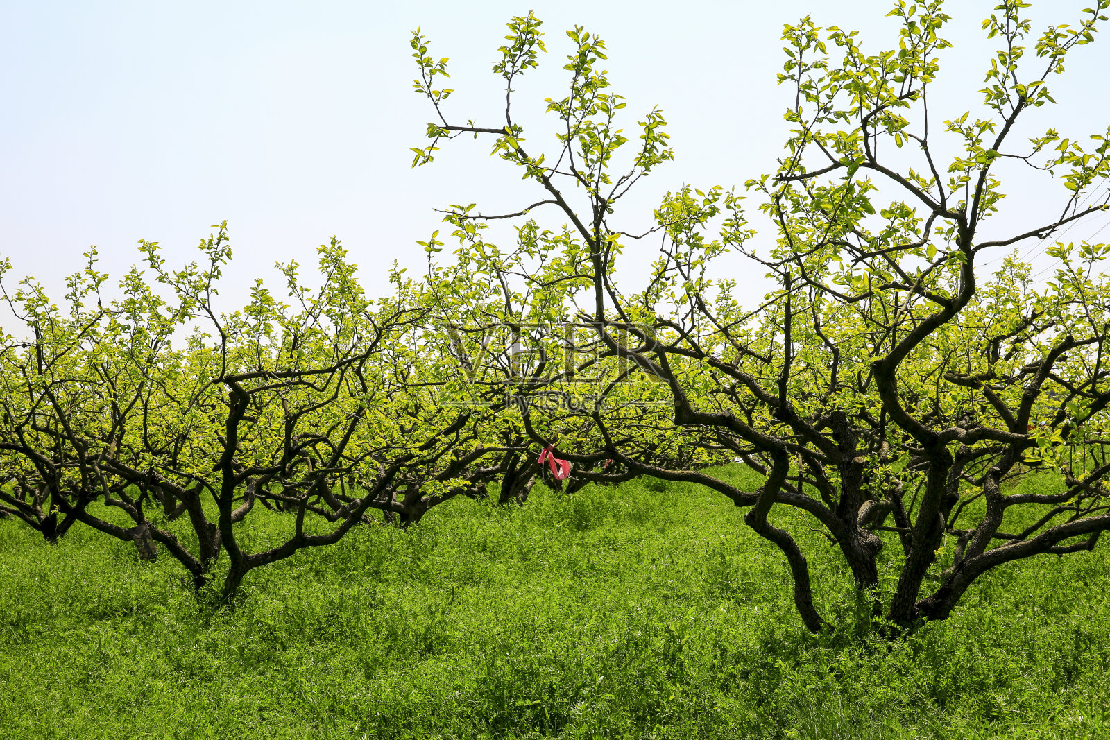果园里的柿子树长着淡绿色的嫩芽照片摄影图片