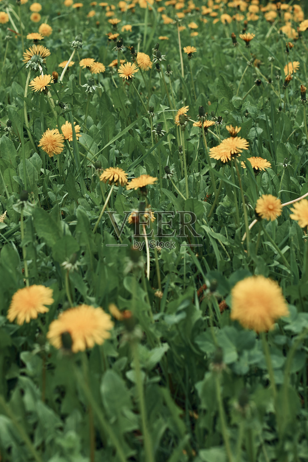 夏天的背景。林中空地上的蒲公英田。体积的额头上的天空。照片摄影图片