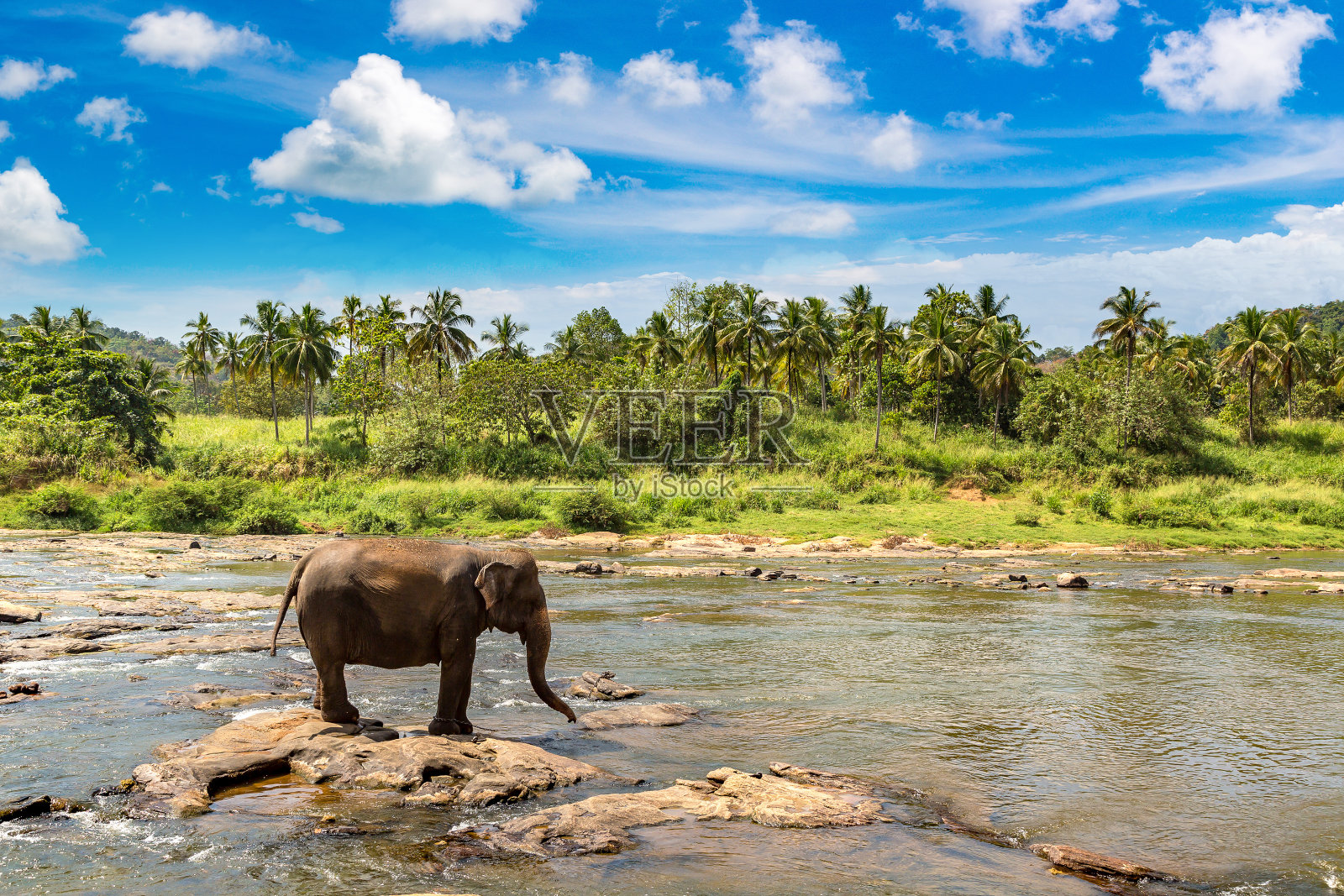 斯里兰卡的大象照片摄影图片