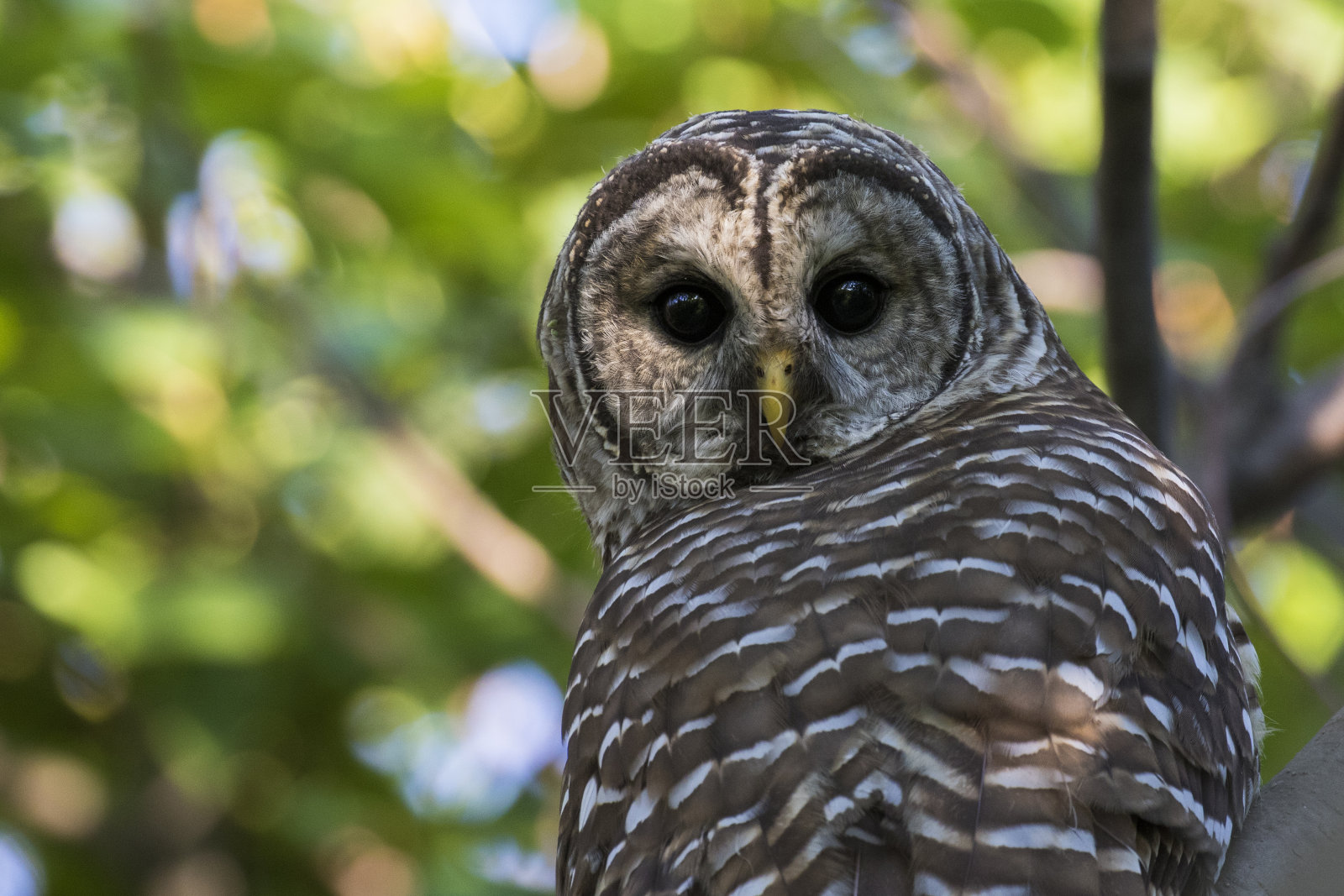 夏季条纹猫头鹰照片摄影图片