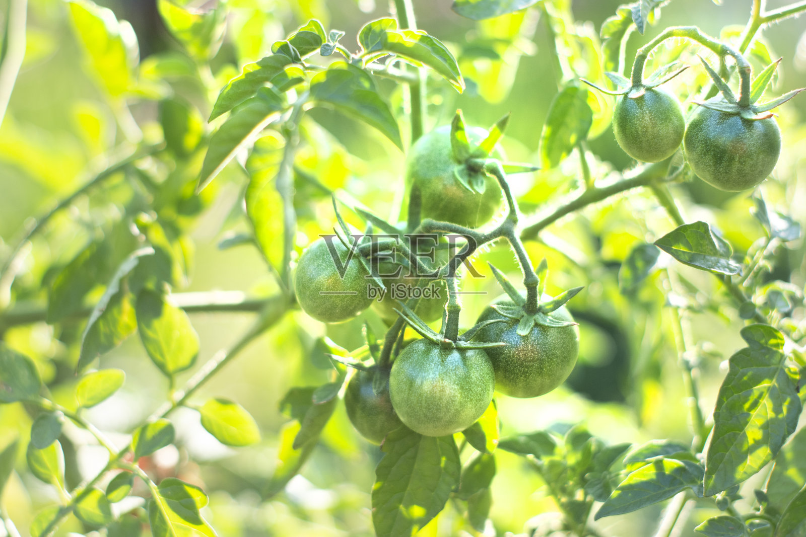 绿色的西红柿。茎上未成熟的绿色西红柿照片摄影图片