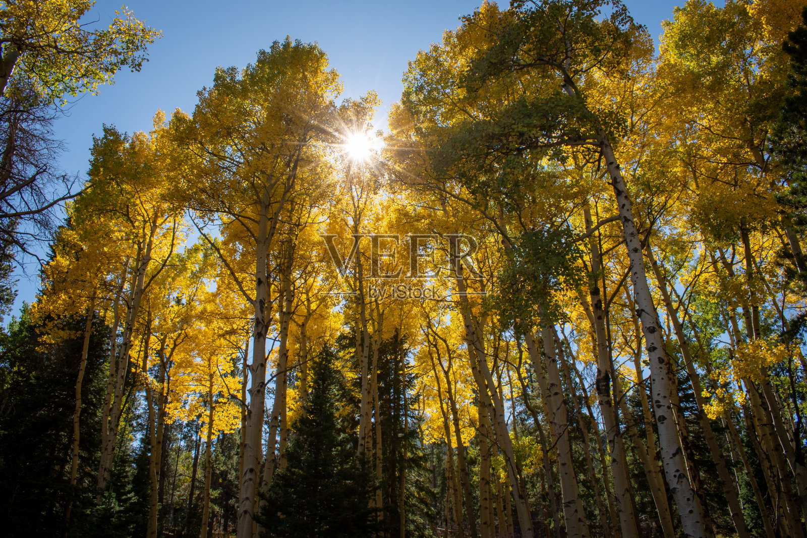 阳光穿过不断变化的阿斯彭照片摄影图片