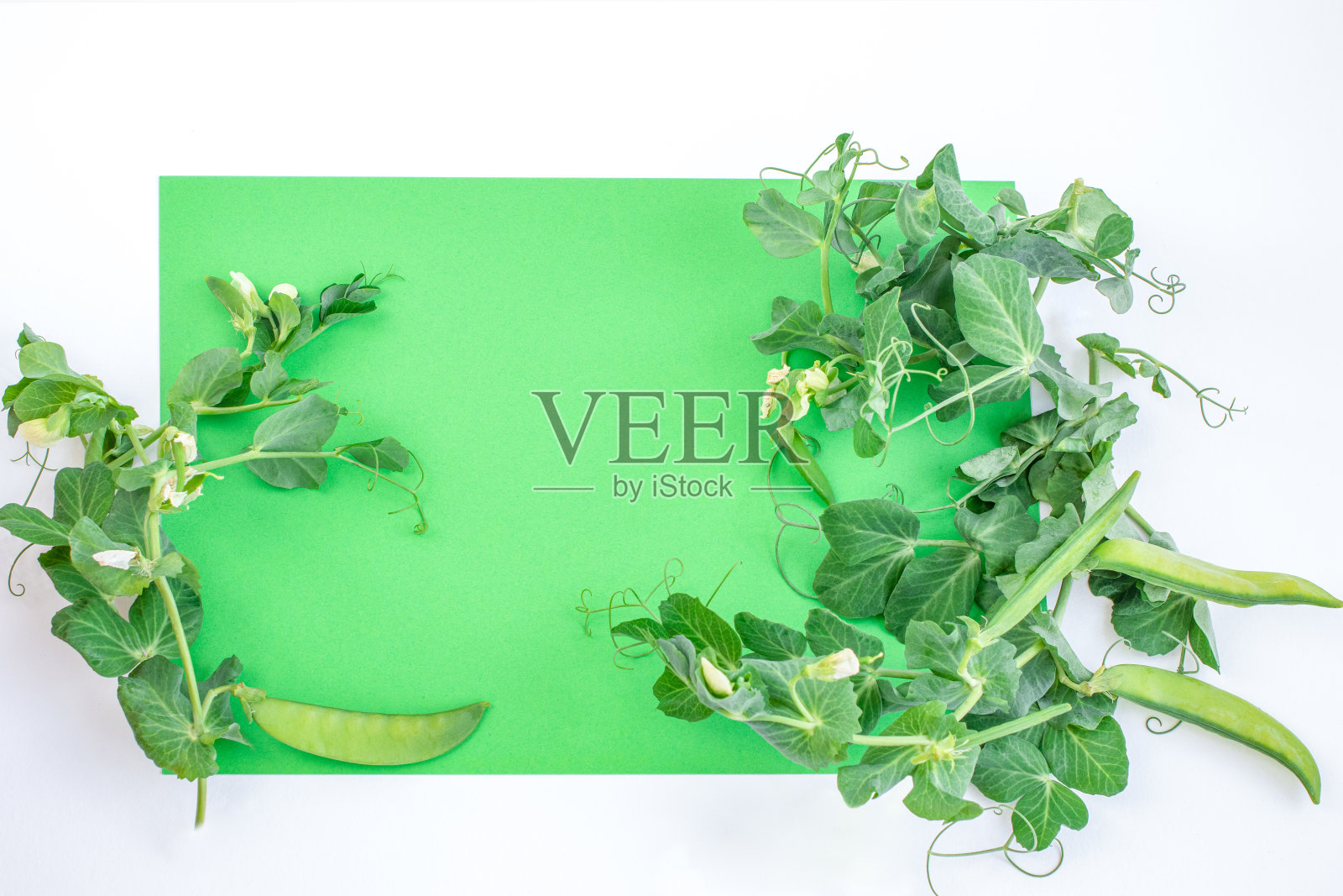 绿色的豌豆叶,豆荚和春天的花朵明信片。照片摄影图片