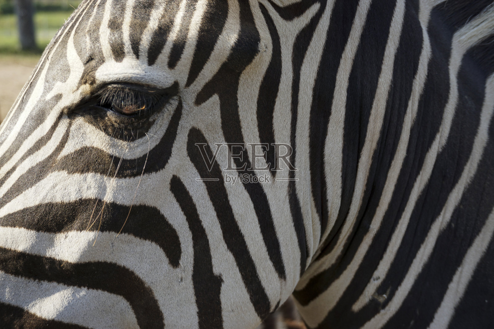 泰国动物园里的每只斑马身上都有独特的黑白图案照片摄影图片