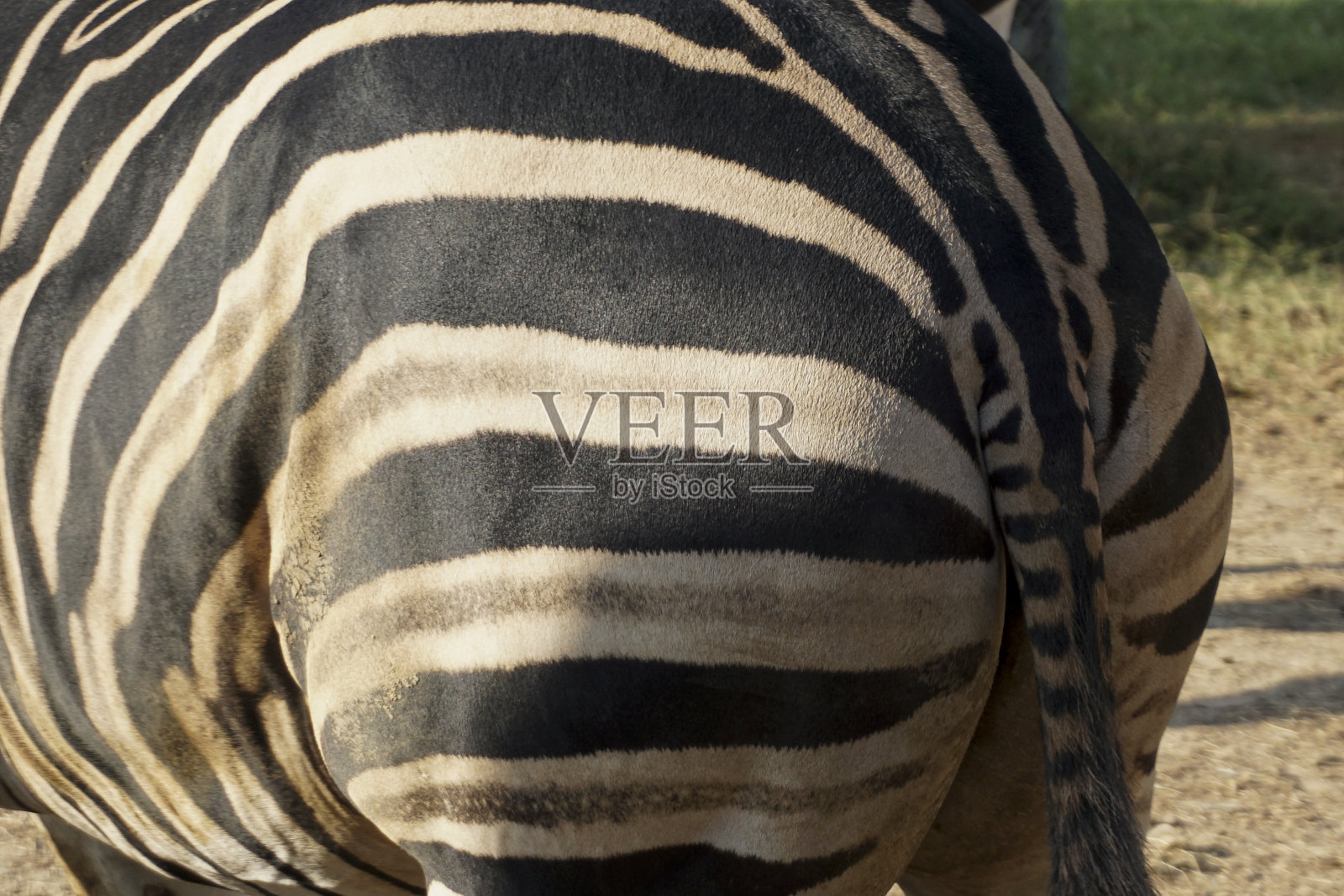 泰国动物园里的每只斑马身上都有独特的黑白图案照片摄影图片