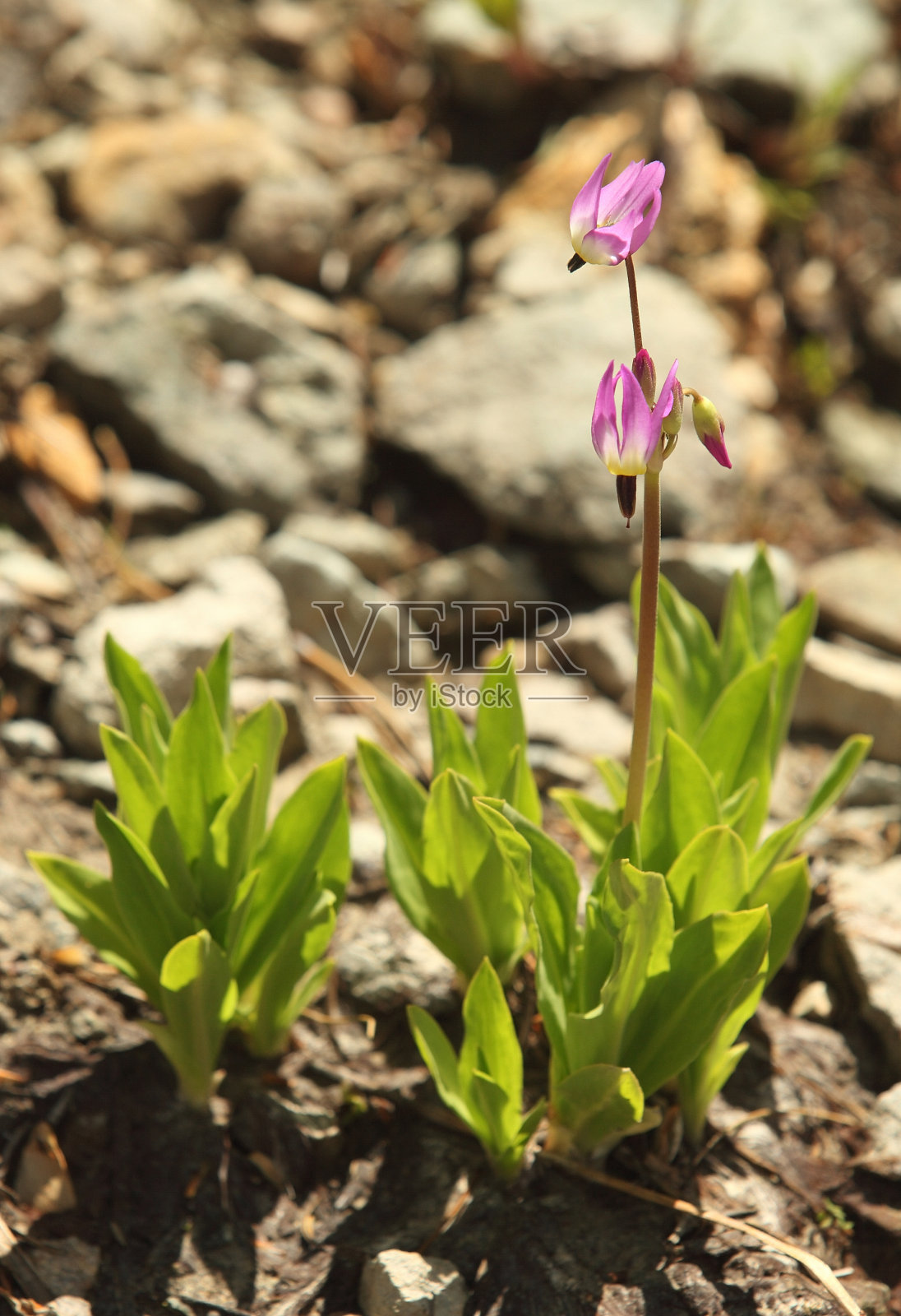流星野花照片摄影图片