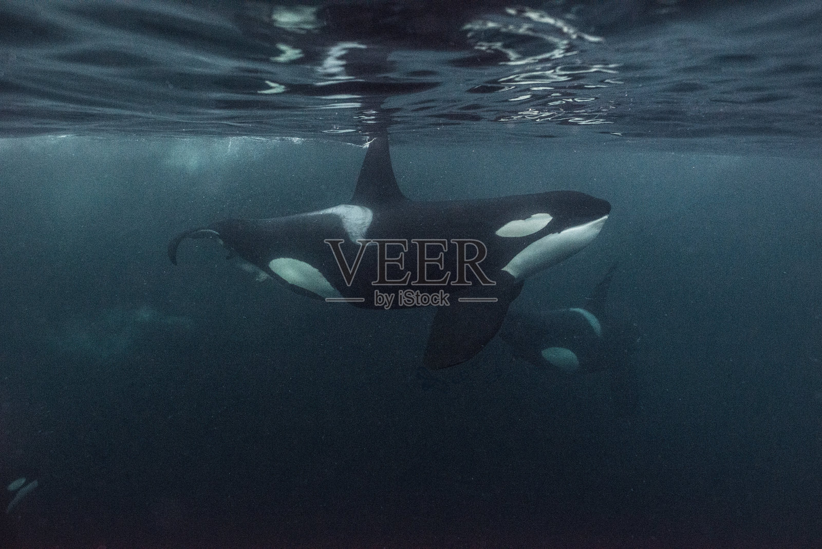 虎鲸的水下照片摄影图片