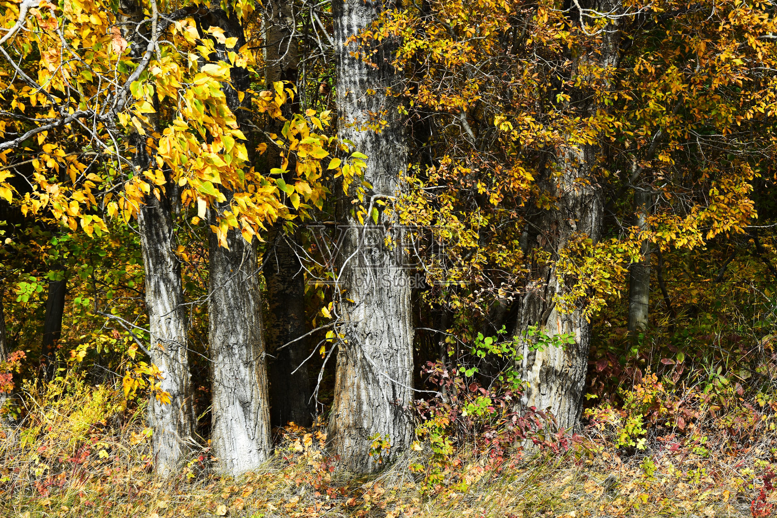 秋天的大黑杨树照片摄影图片
