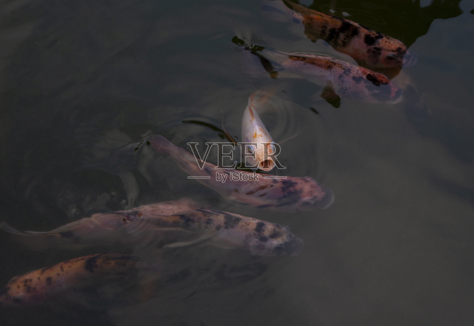 锦鲤照片摄影图片