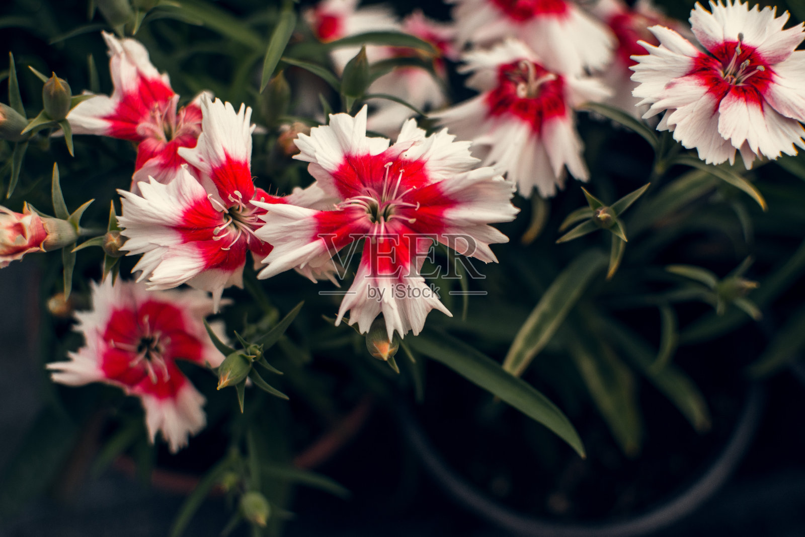 花园康乃馨特写,红色,暗色调照片摄影图片