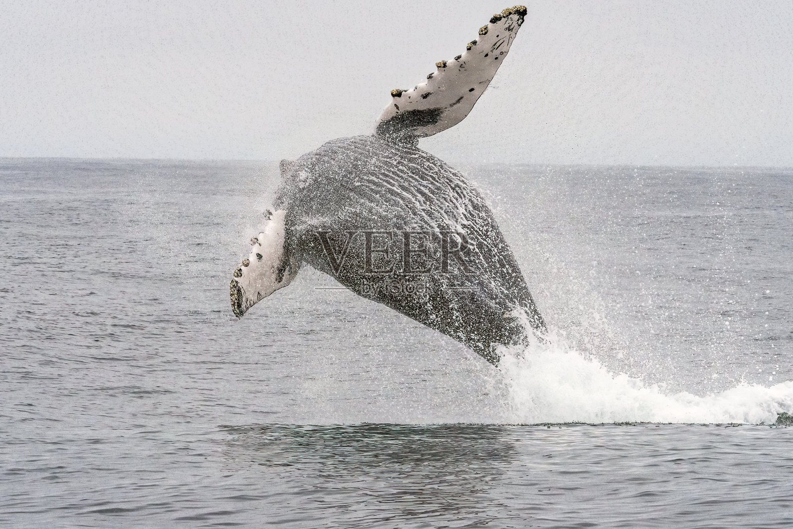 座头鲸加利福尼亚蒙特利湾照片摄影图片