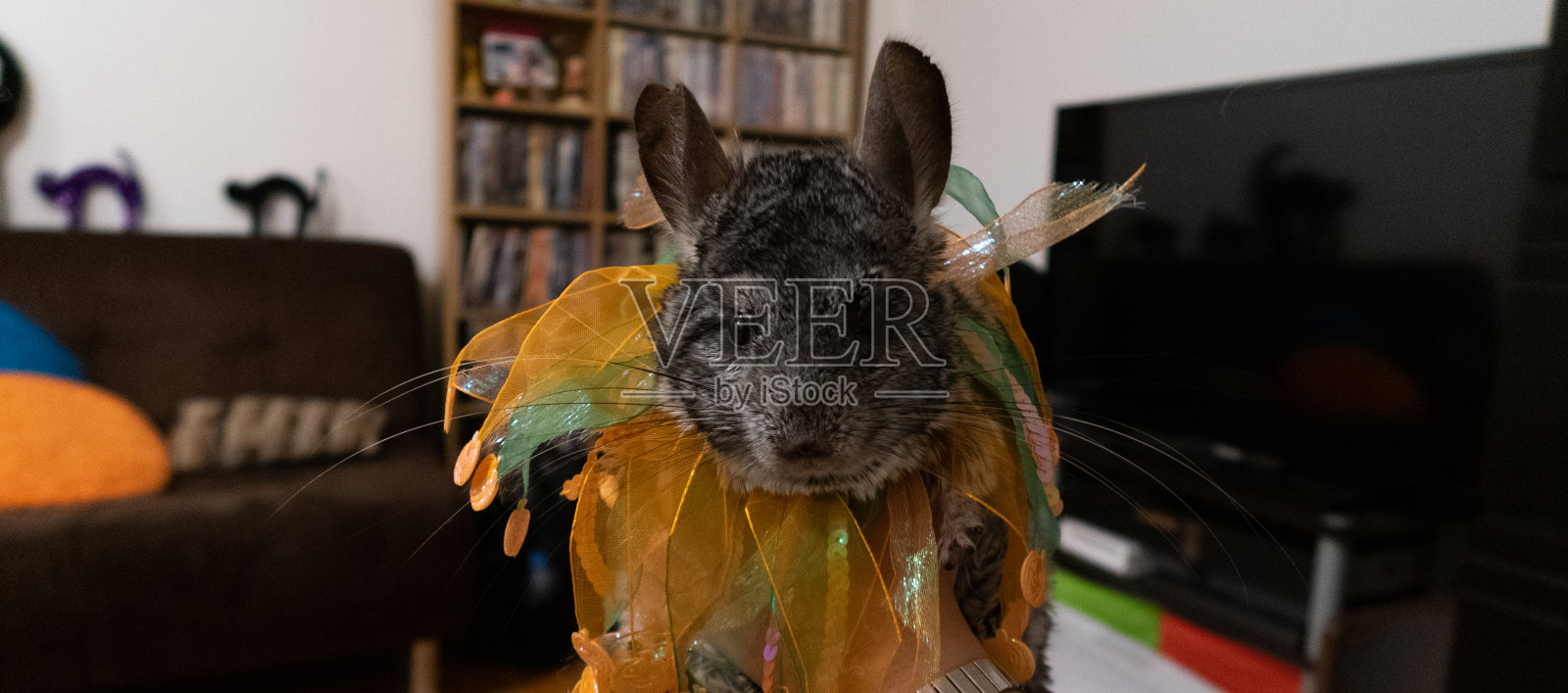灰色栗鼠穿着万圣节服装照片摄影图片