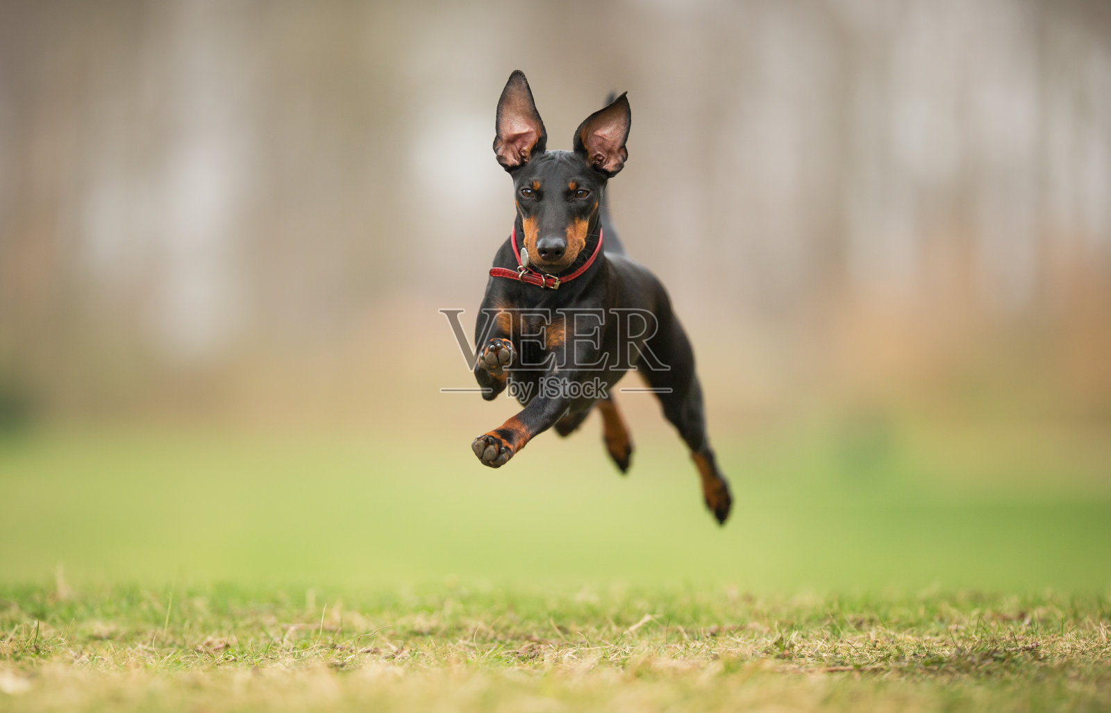 漂亮的狗照片摄影图片