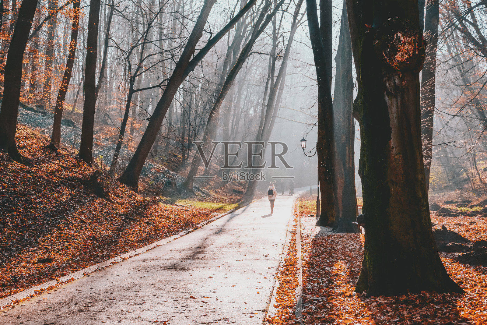 公园里雾蒙蒙的早晨。秋天大自然照片摄影图片