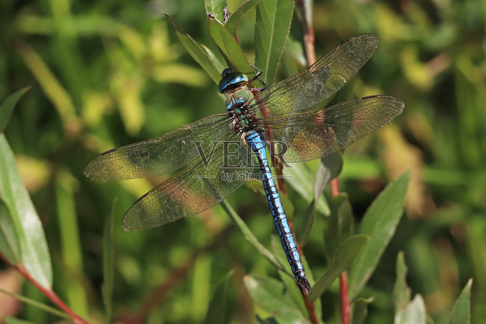 Anax emperor - emperor蜻蜓(Anax帝王)。照片摄影图片