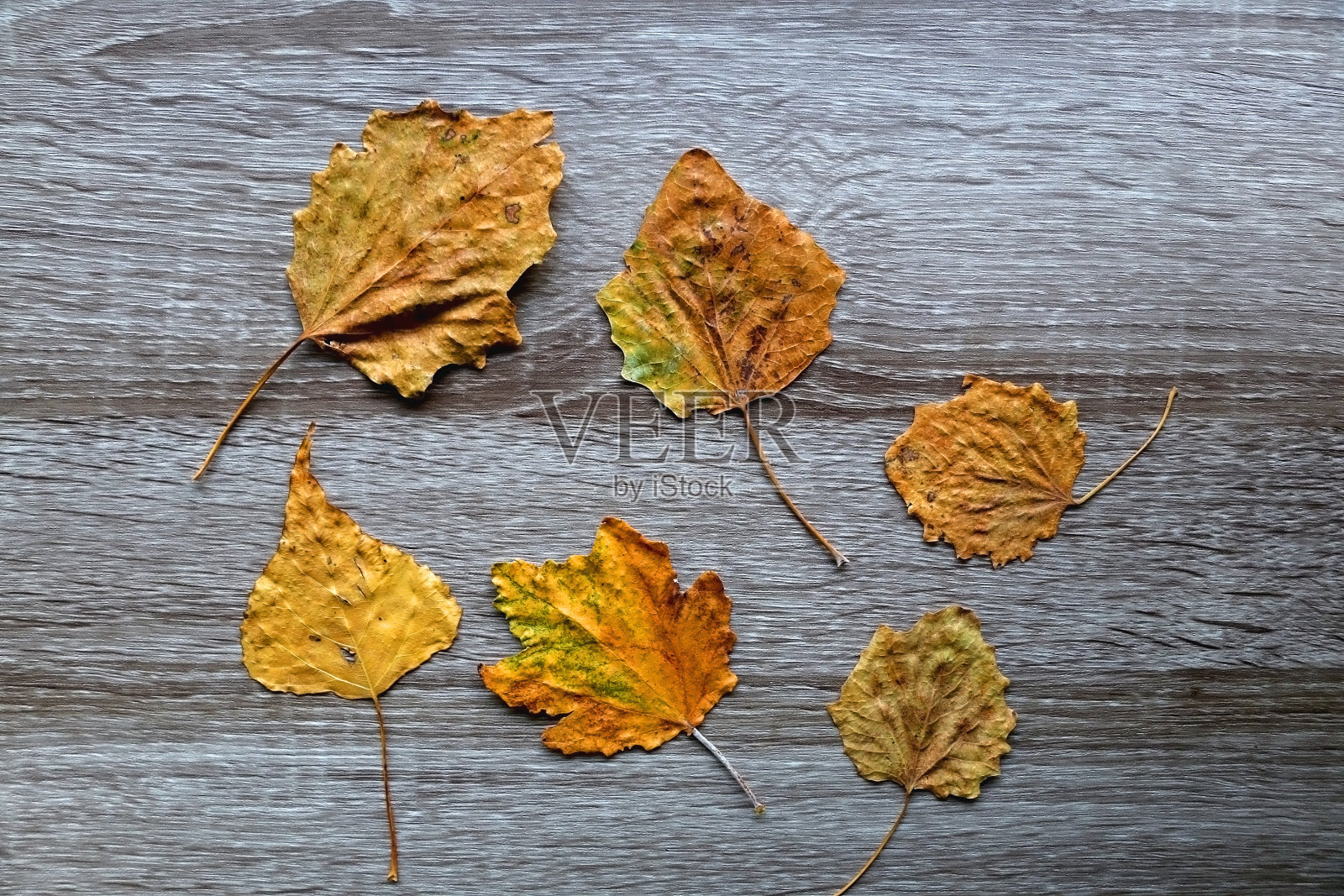 按秋叶照片摄影图片