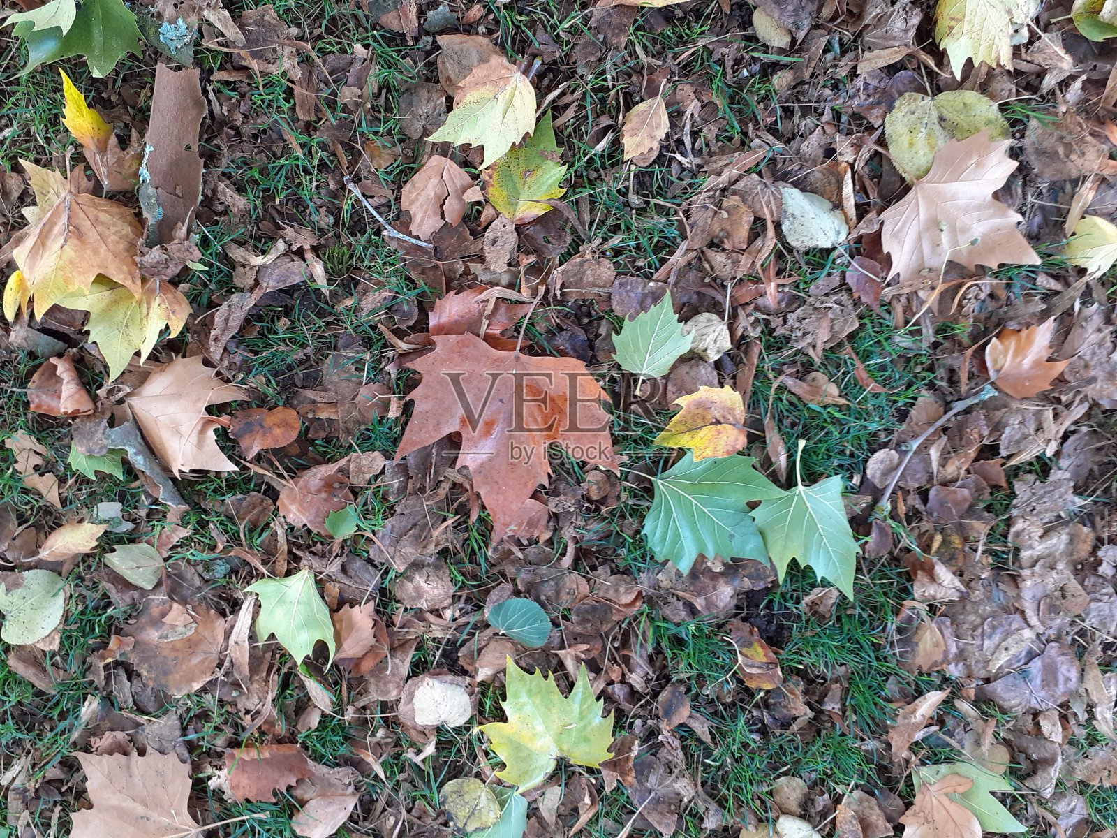 奥图姆叶照片摄影图片