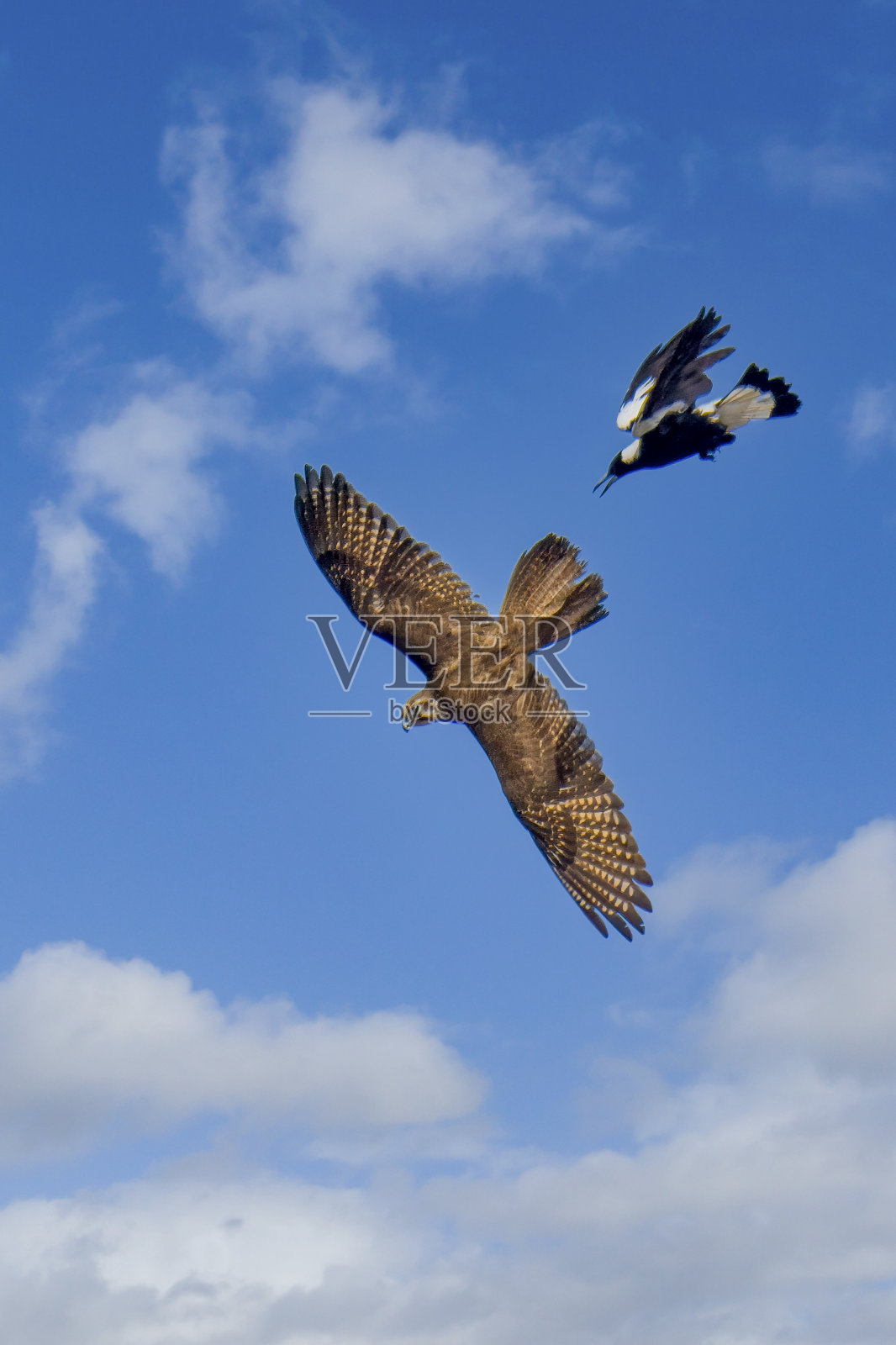 棕色猎鹰(Falco berigora)照片摄影图片