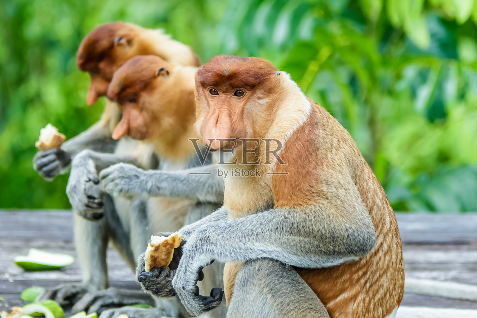 鼻猴或鼻猴幼虫照片摄影图片