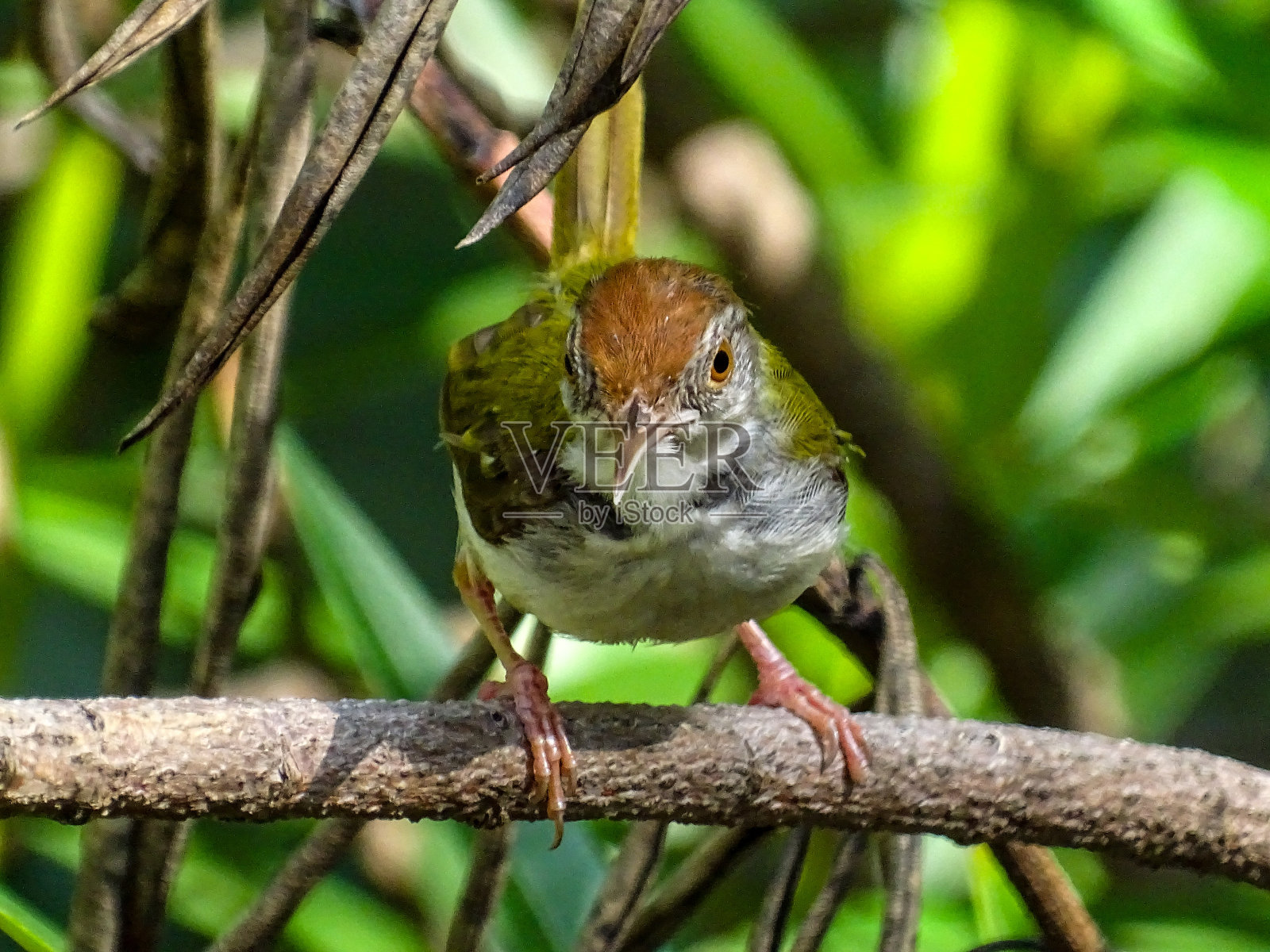 栖息的鸣禽照片摄影图片