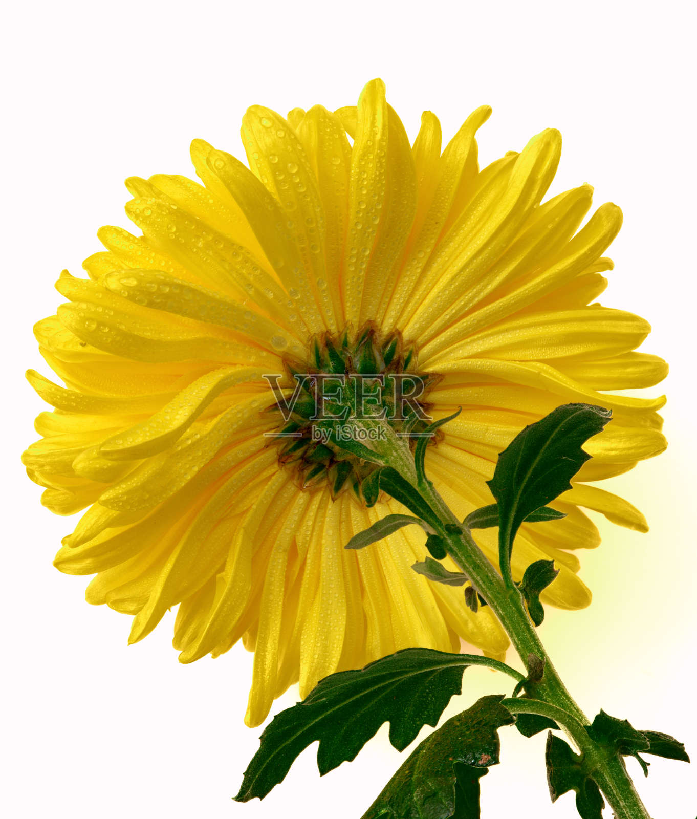 生长在白色背景上的菊花照片摄影图片