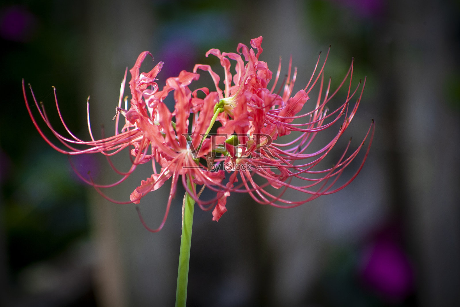 蜘蛛兰照片摄影图片