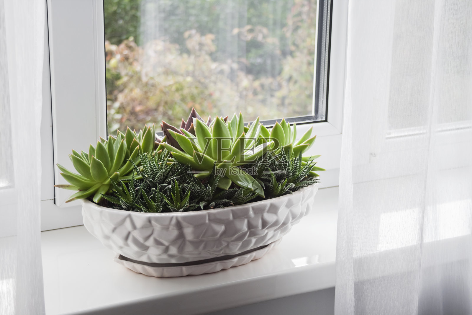 在房间的窗台上摆放着盆状的秋牡丹和秋牡丹照片摄影图片