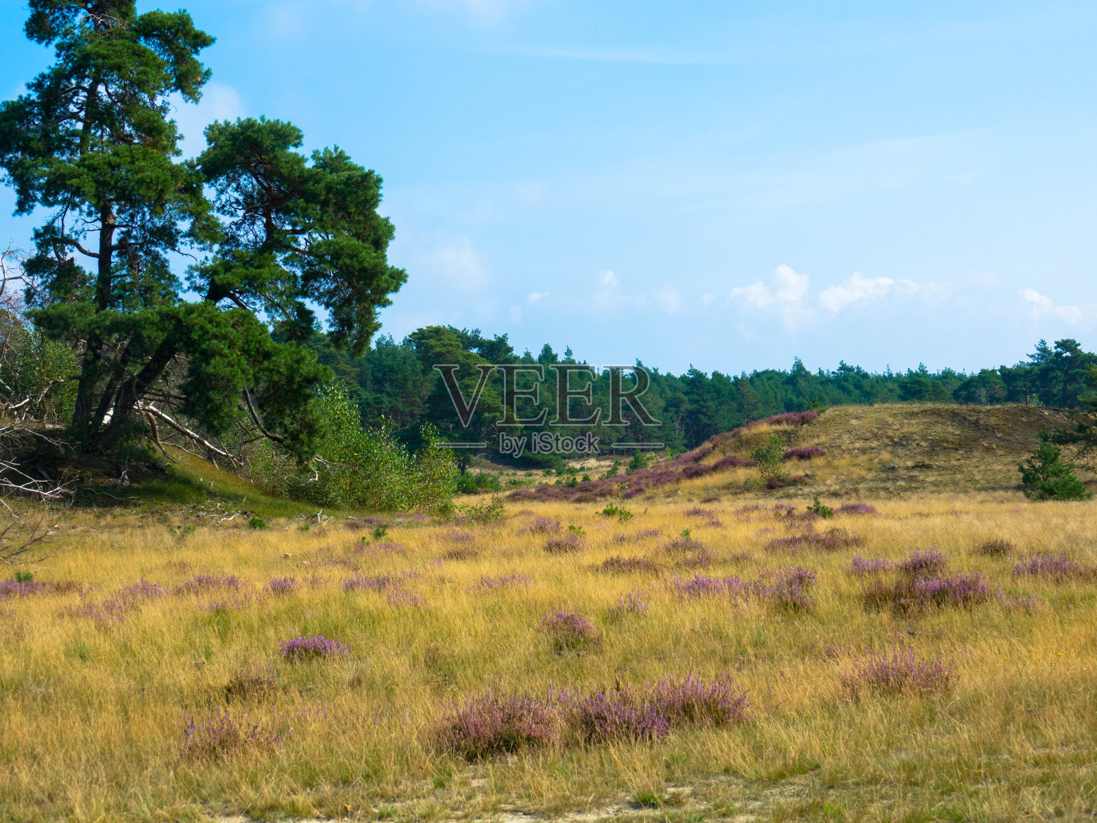 荷兰Veluwe Hulshorsterzand自然保护区全景照片摄影图片