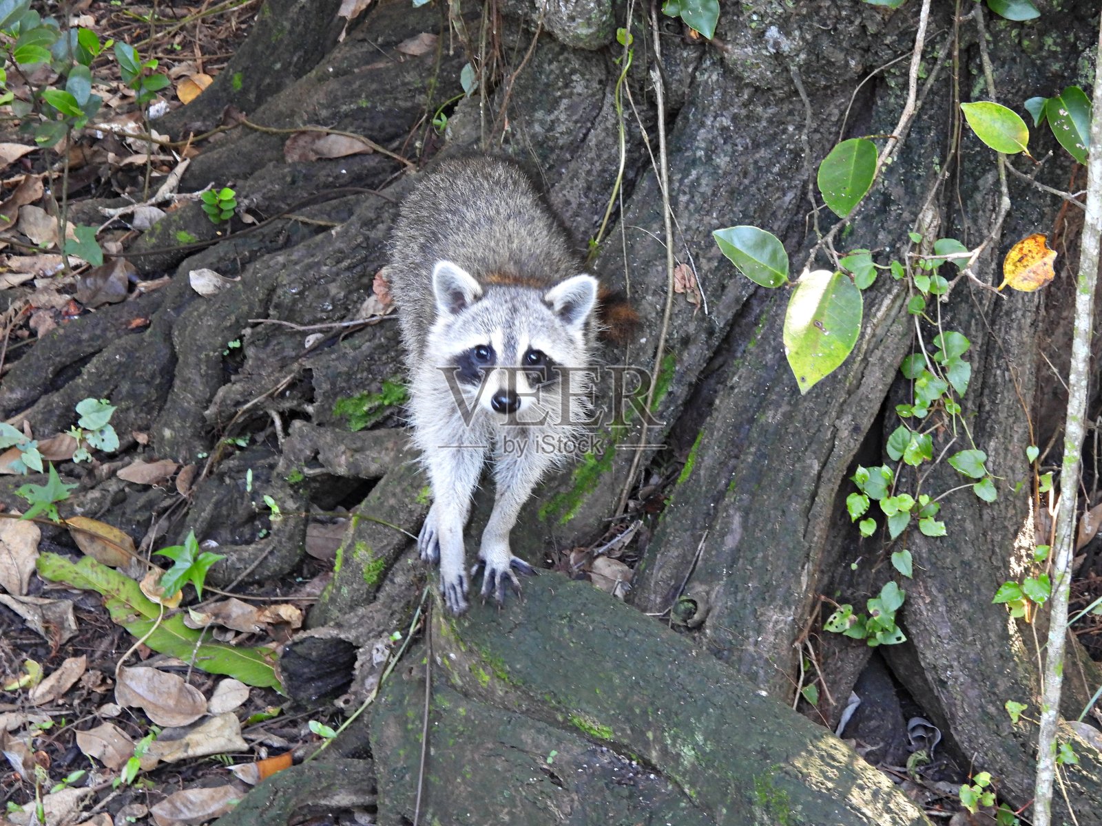 浣熊站在树根上看着摄像机照片摄影图片