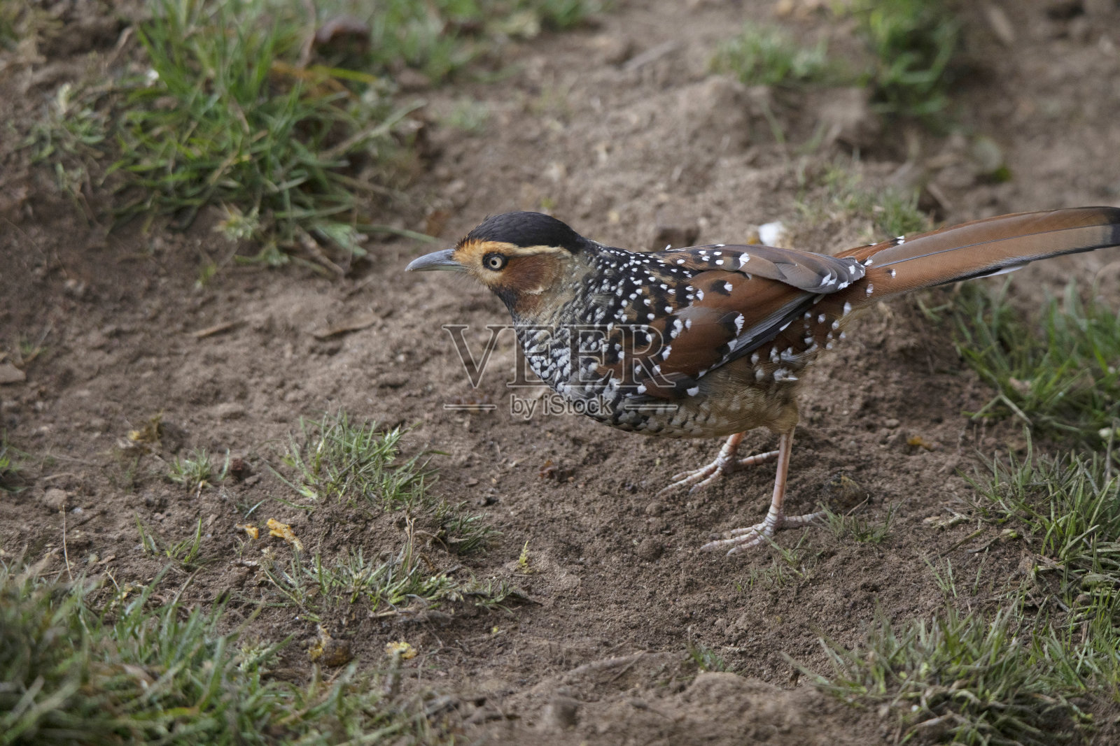 斑点笑画眉,兰托克兰,尼泊尔照片摄影图片