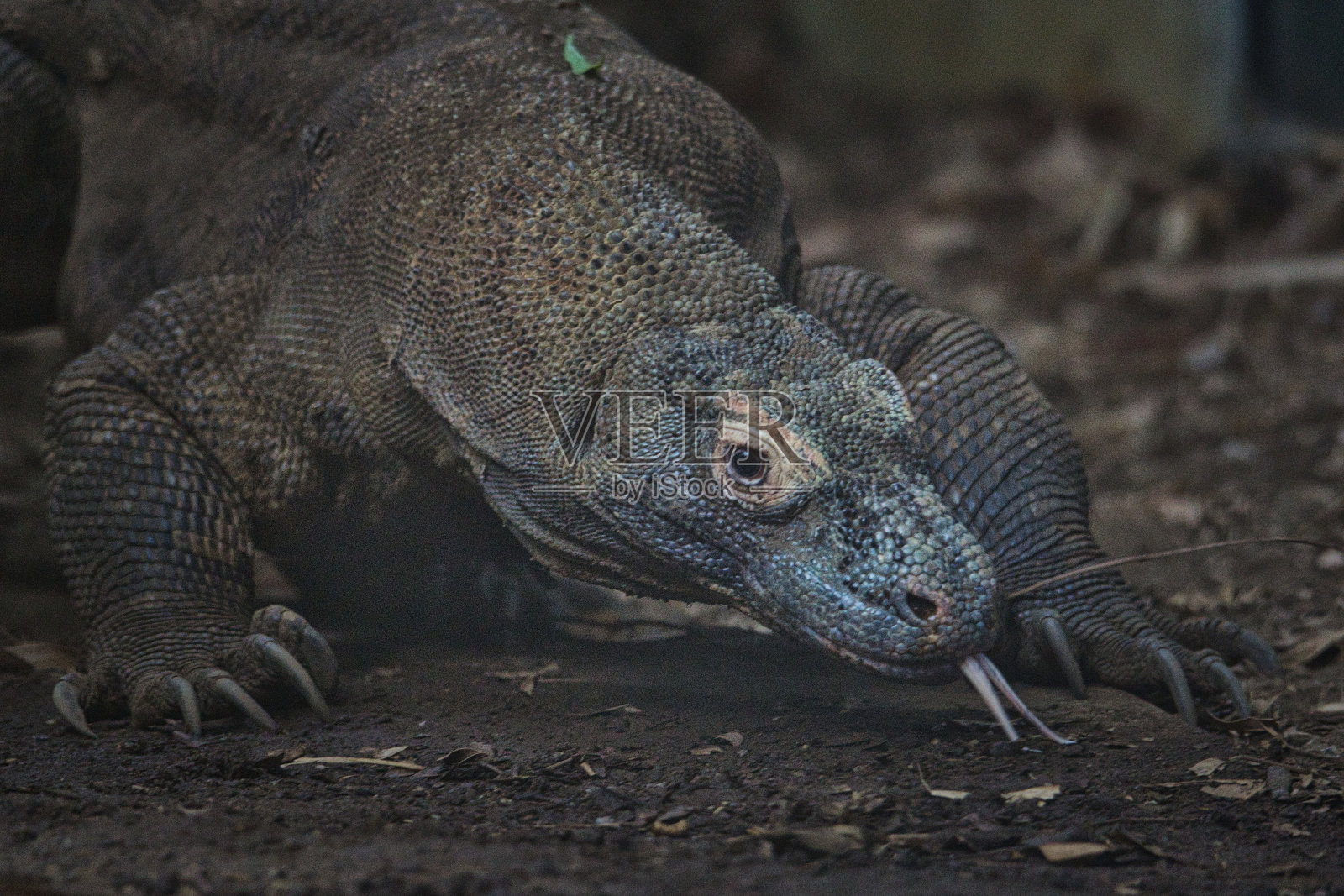 科摩多龙狩猎照片摄影图片