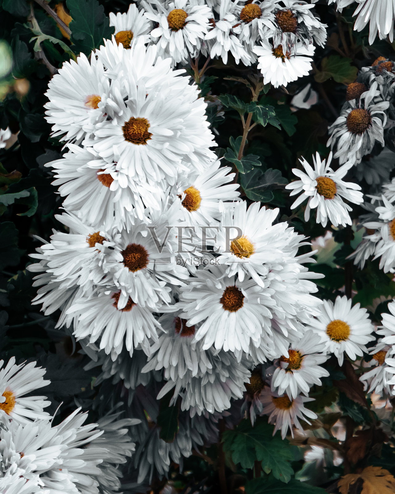 夏天的第一朵花,白色雏菊照片摄影图片