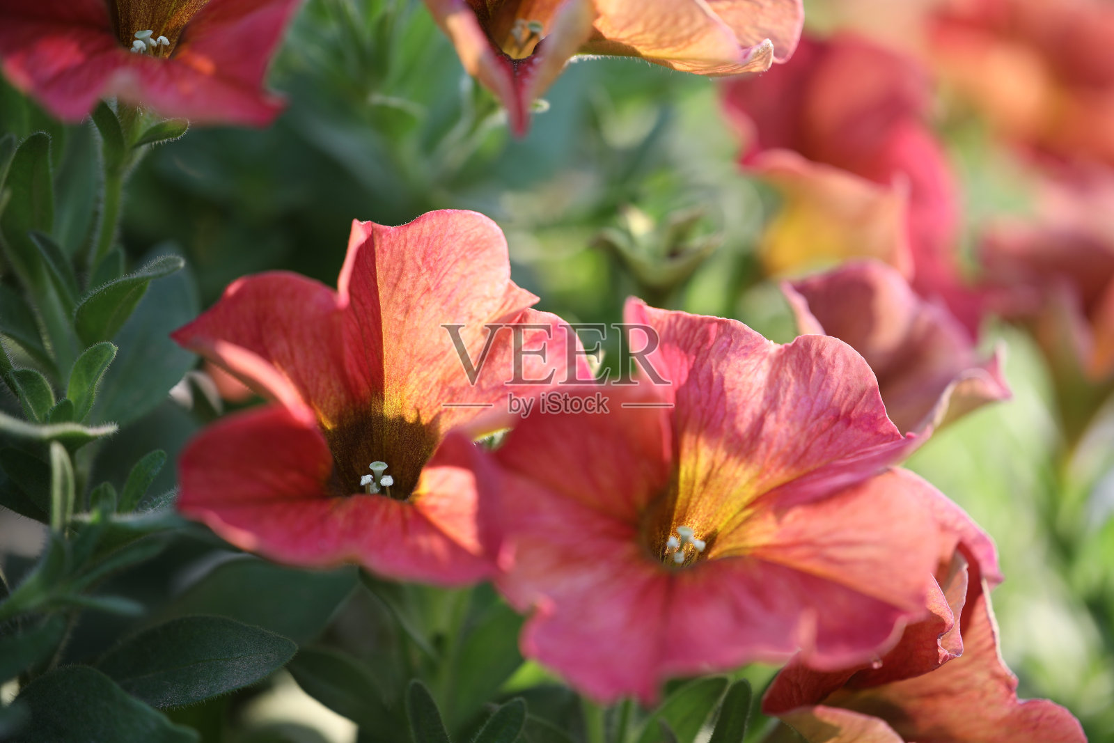 红色矮牵牛花照片摄影图片