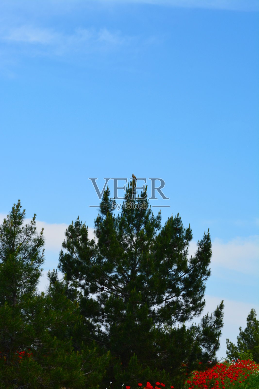 树上的鸟照片摄影图片