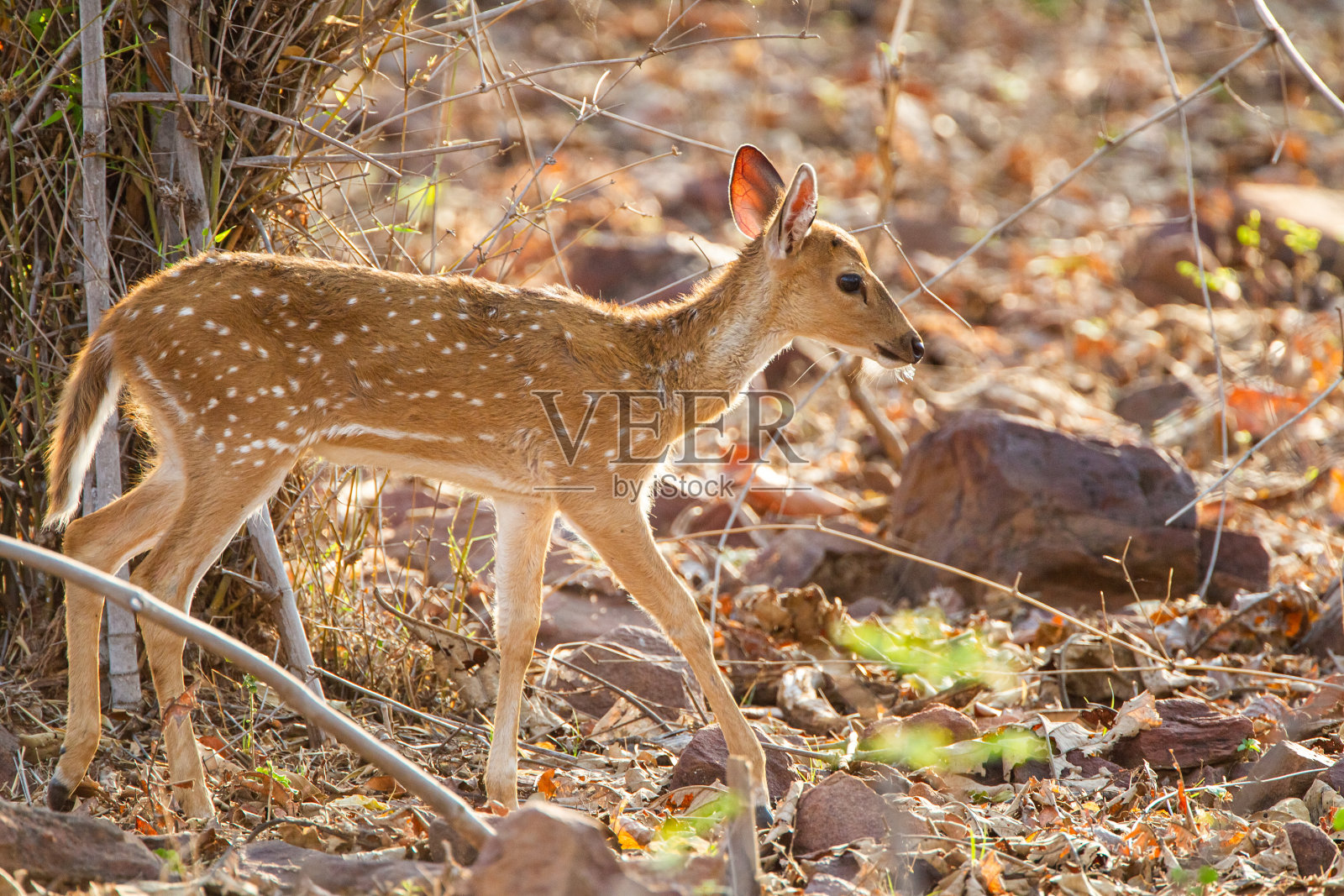 印度塔多巴国家公园,年轻的斑点鹿在森林的地面上吃草,寻找老虎照片摄影图片