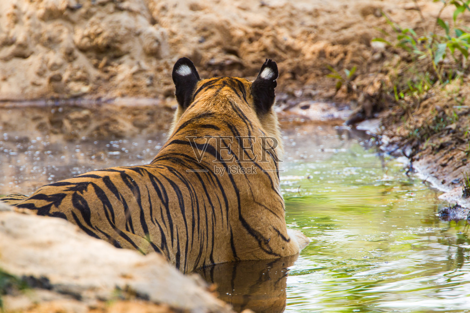 B2,一只传奇的孟加拉虎从印度班德哈瓦加的水坑中穿过丛林照片摄影图片