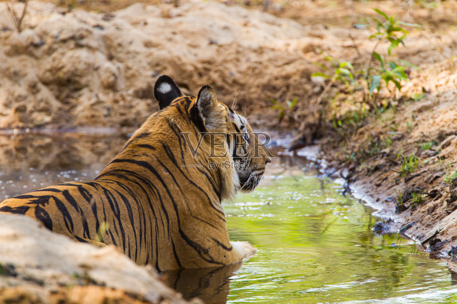 B2,一只传奇的孟加拉虎从印度班德哈瓦加的水坑中穿过丛林照片摄影图片