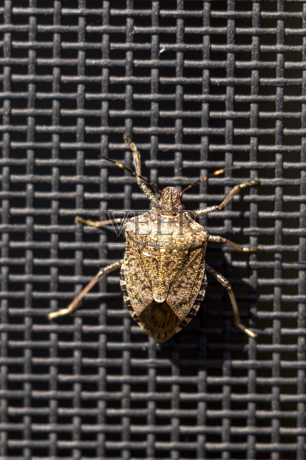 褐蝶蝽A1R_9947照片摄影图片