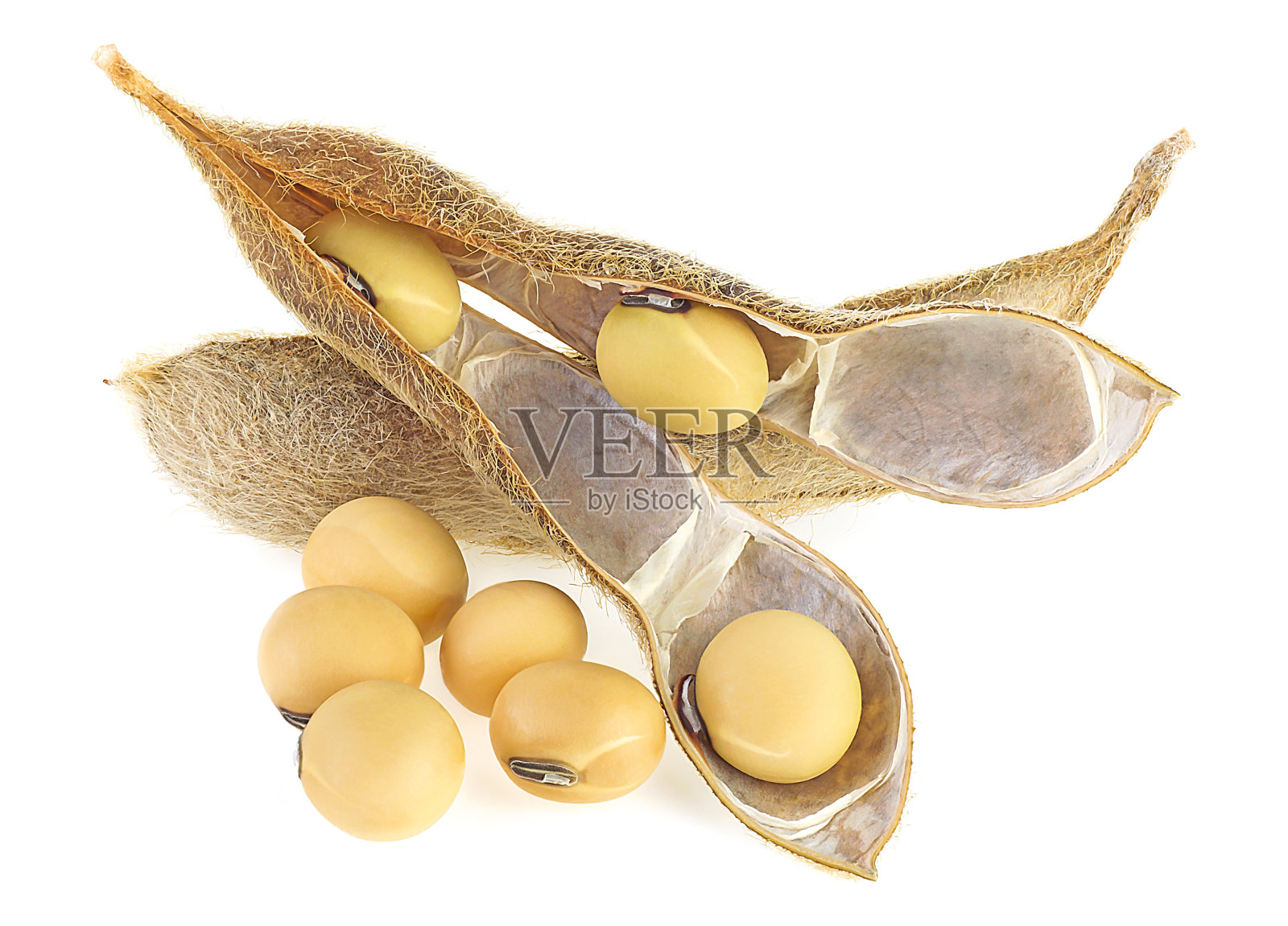 干燥的大豆豆荚和种子分离在白色的背景上。成熟的大豆。大豆-蛋白质植物,用于保健食品。照片摄影图片