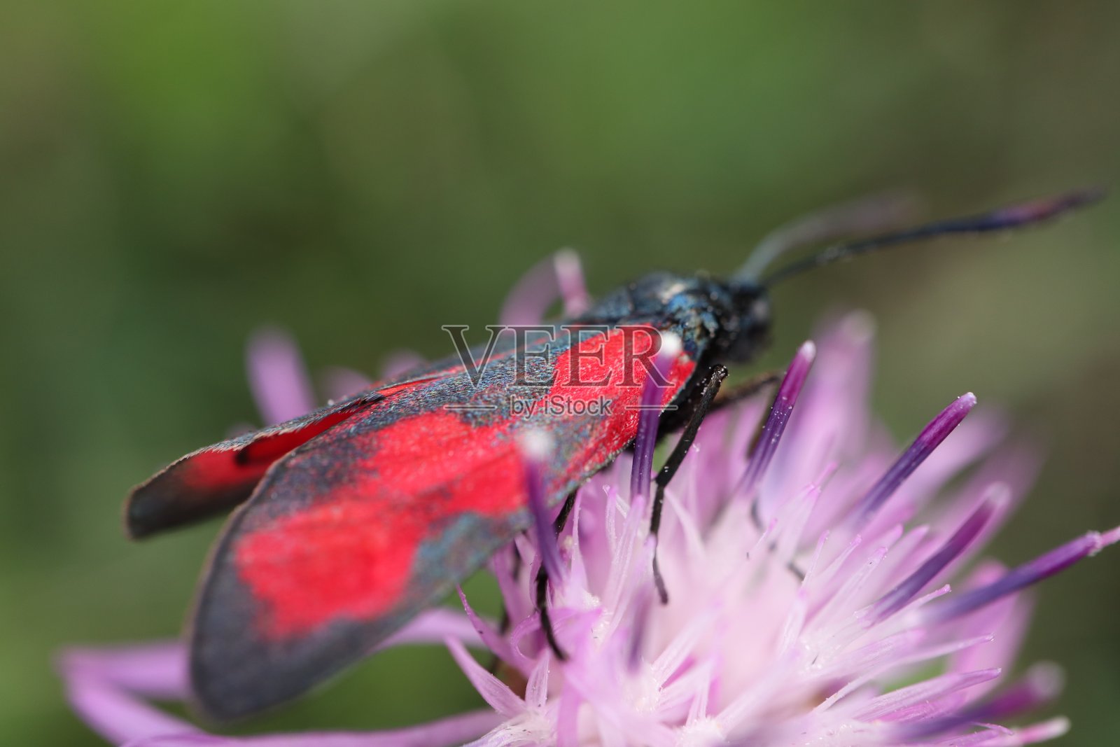 齐盖纳·菲利彭杜莱照片摄影图片