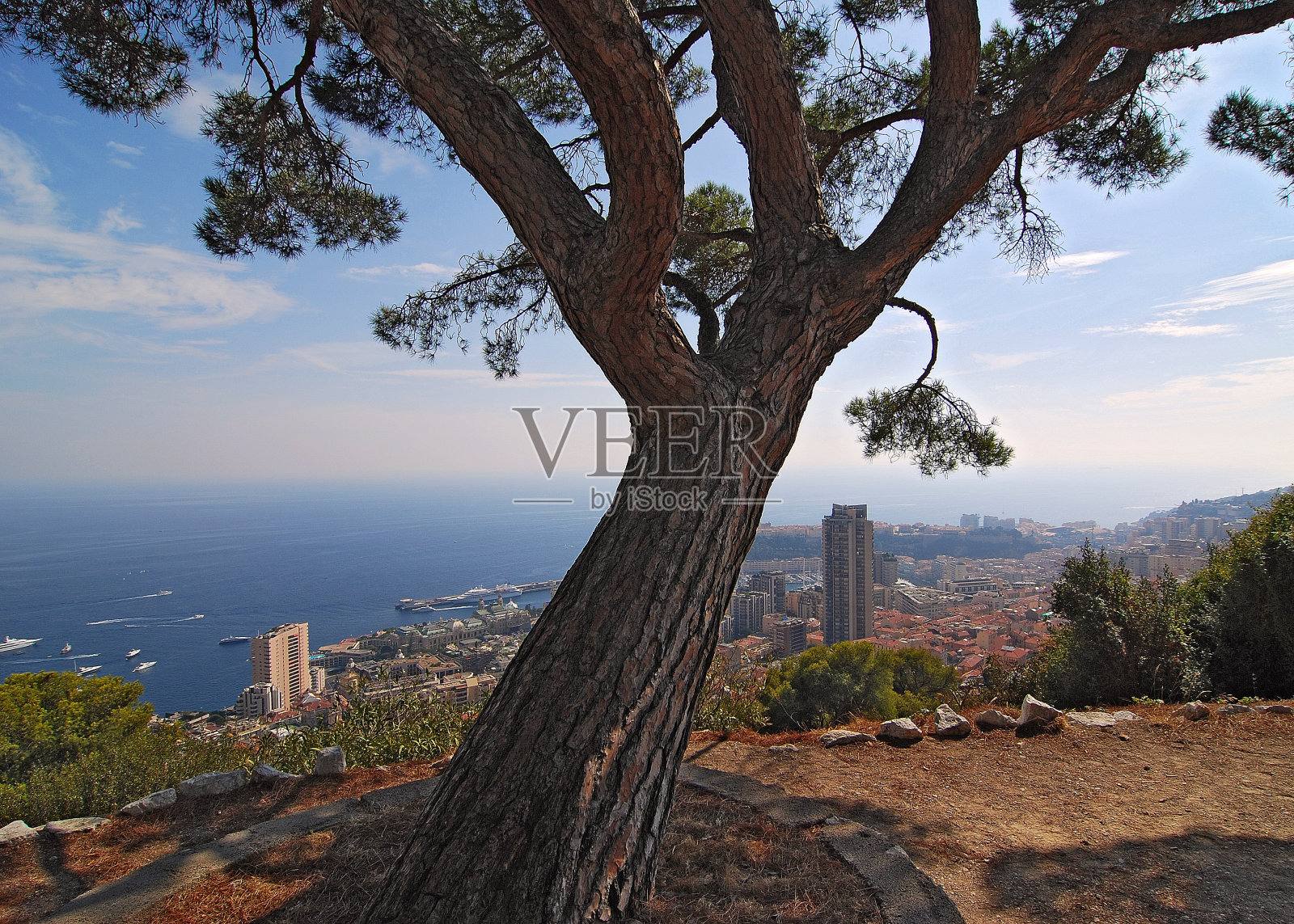 多节树在摩纳哥和地中海之上法国照片摄影图片